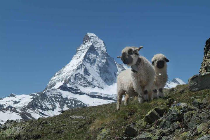 Zermatt Apartment Balma 3 rooms Buitenkant foto